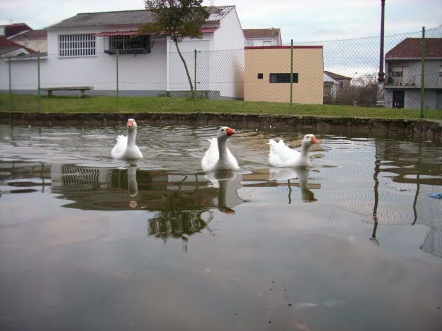 estanque patos