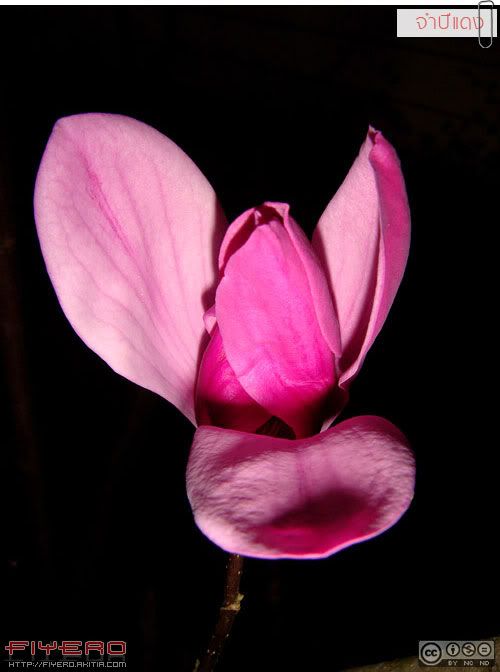 จำปีแดง, แมกโนเลีย, ไม้ดอกหอม, Magnolia, Magnolia liliiflora, ต้นไม้, ดอกไม้, aKitia.Com จำปีแดง, แมกโนเลีย, ไม้ดอกหอม, Magnolia, Magnolia liliiflora, ต้นไม้, ดอกไม้, aKitia.Com
