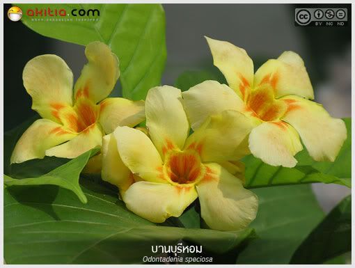 บานบุรีหอม, บานบุรีแสด, Odontadenia speciosa, ไม้ดอกหอม, ไม้เลื้อย, ดอกสีเหลือง, ออกดอกทั้งปี, ไม้ดอก, ไม้ประดับ, ต้นไม้, ดอกไม้, aKitia.Com บานบุรีหอม, บานบุรีแสด, Odontadenia speciosa, ไม้ดอกหอม, ไม้เลื้อย, ดอกสีเหลือง, ออกดอกทั้งปี, ไม้ดอก, ไม้ประดับ, ต้นไม้, ดอกไม้, aKitia.Com