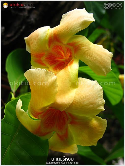 บานบุรีหอม, บานบุรีแสด, Odontadenia speciosa, ไม้ดอกหอม, ไม้เลื้อย, ดอกสีเหลือง, ออกดอกทั้งปี, ไม้ดอก, ไม้ประดับ, ต้นไม้, ดอกไม้, aKitia.Com บานบุรีหอม, บานบุรีแสด, Odontadenia speciosa, ไม้ดอกหอม, ไม้เลื้อย, ดอกสีเหลือง, ออกดอกทั้งปี, ไม้ดอก, ไม้ประดับ, ต้นไม้, ดอกไม้, aKitia.Com