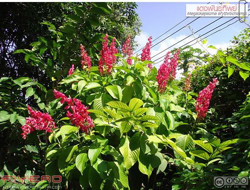 แดงพันธุ์ทิพย์, หางหงส์, แดงคีรีบูน, คีรีบูนแดง, สายรุ้ง, ต้นไม้หายาก, Brazilian Red Cloak, Megaskepasma erythrochlamys, Red Justicia, ต้นไม้, ดอกไม้, aKitia.Com แดงพันธุ์ทิพย์, หางหงส์, แดงคีรีบูน, คีรีบูนแดง, สายรุ้ง, ต้นไม้หายาก, Brazilian Red Cloak, Megaskepasma erythrochlamys, Red Justicia, ต้นไม้, ดอกไม้, aKitia.Com