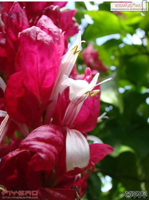 แดงพันธุ์ทิพย์, หางหงส์, แดงคีรีบูน, คีรีบูนแดง, สายรุ้ง, ต้นไม้หายาก, Brazilian Red Cloak, Megaskepasma erythrochlamys, Red Justicia, ต้นไม้, ดอกไม้, aKitia.Com แดงพันธุ์ทิพย์, หางหงส์, แดงคีรีบูน, คีรีบูนแดง, สายรุ้ง, ต้นไม้หายาก, Brazilian Red Cloak, Megaskepasma erythrochlamys, Red Justicia, ต้นไม้, ดอกไม้, aKitia.Com