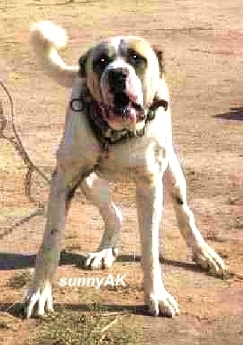 Dogue+de+bordeaux+cross+bandog