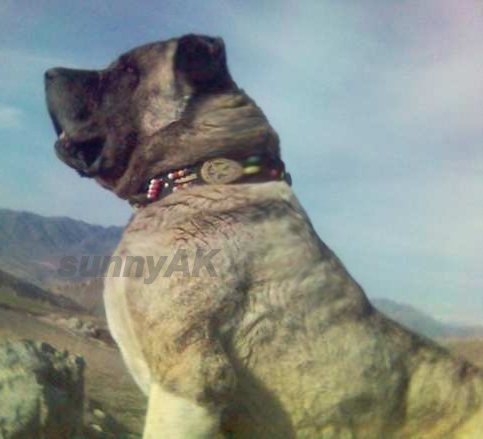 Strongest Overalll Dog Breed? Strongest Overalll Dog Breed?