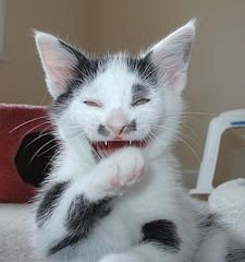 robyns-laughing-cat-photo.jpg