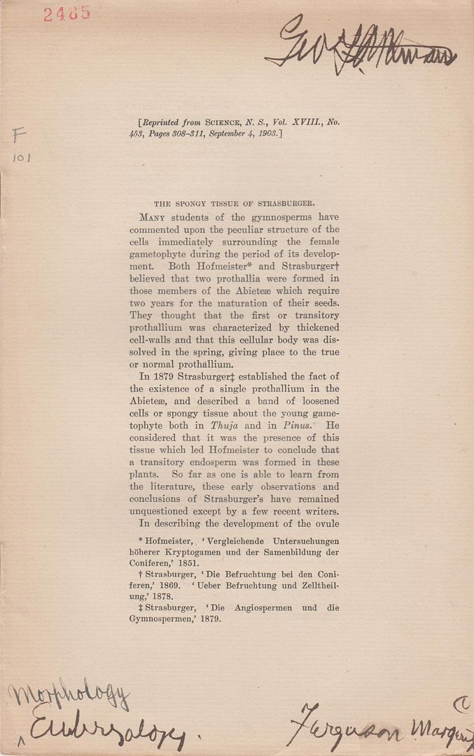 The Spongy Tissue of Strasburger, Ferguson, Margaret C. The Spongy Tissue of Strasburger, Ferguson, Margaret C.