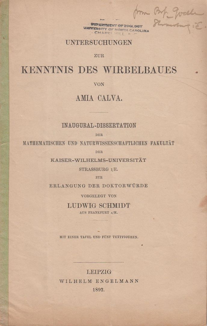 Untersuchungen zur Kenntnis des Wirbelbaues von Amia Calva, Schmidt, Ludwig Untersuchungen zur Kenntnis des Wirbelbaues von Amia Calva, Schmidt, Ludwig
