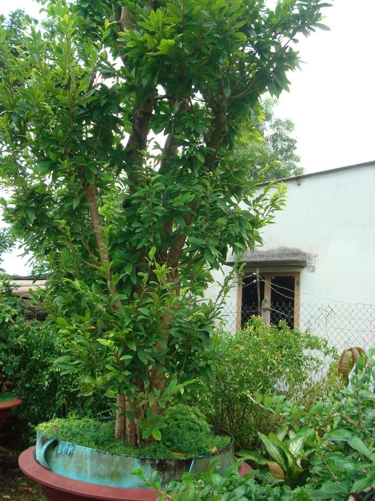 MaiDSC01219.jpg MaiDSC01219.jpg