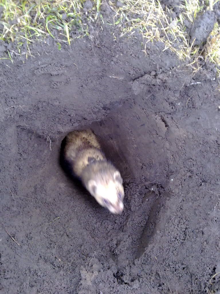 ferreting023.jpg