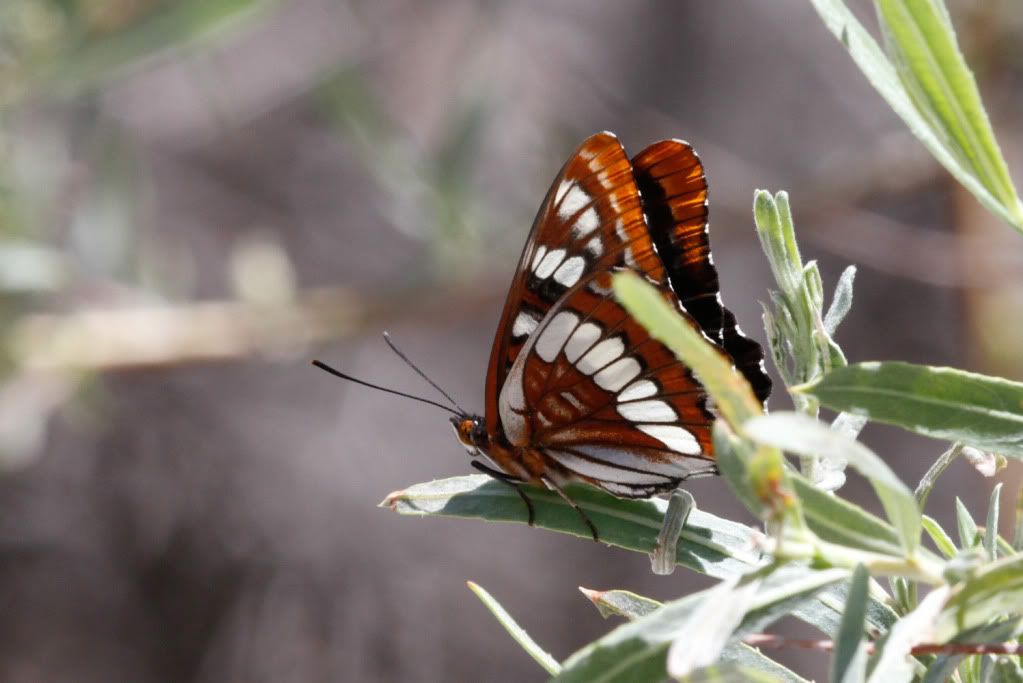 Lorquin's Admiral Butterfly Pictures, Images and Photos
