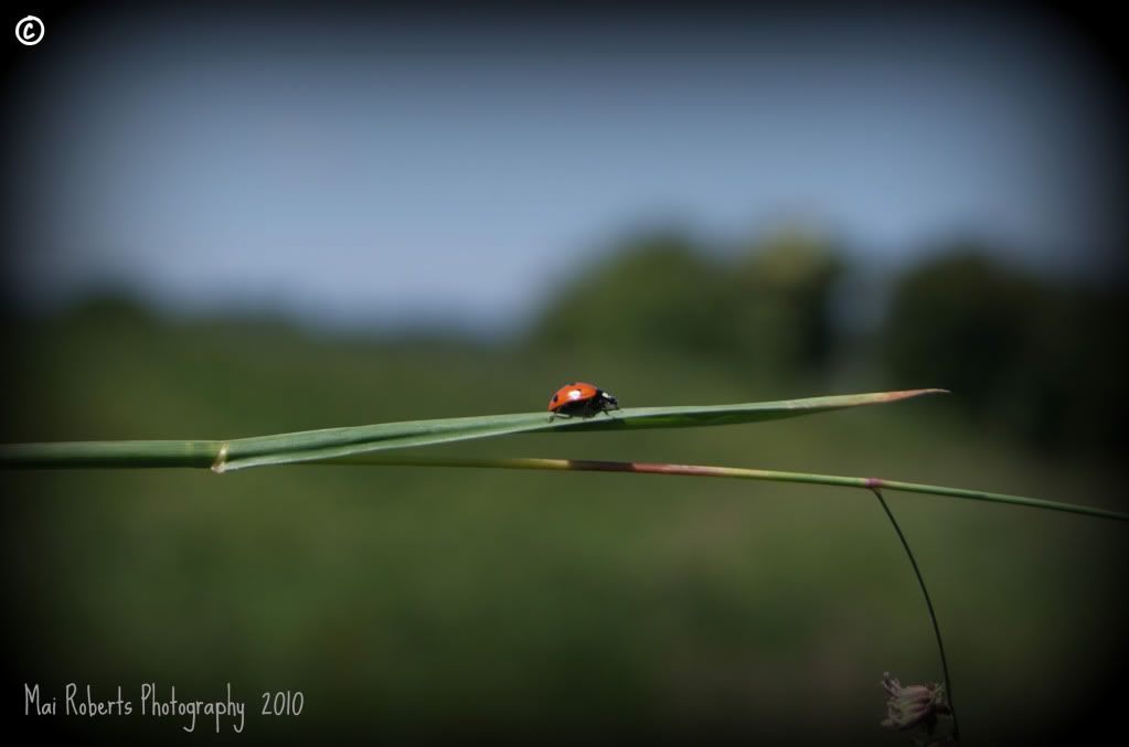 ladybird1.jpg