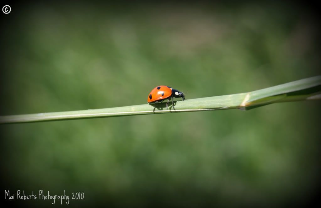 ladybird2.jpg