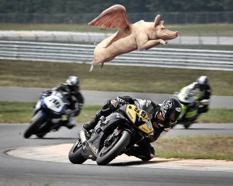 flyingpig.jpg